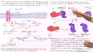 Insulin and Glucose Regulation of Glycogenesis [upl. by Tayyebeb]