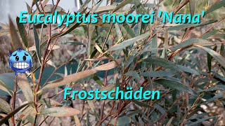 Eucalyptus moorei  Frostschaden [upl. by Laidlaw]