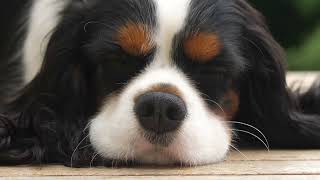 Is a Cavalier King Charles Spaniel the dog for you [upl. by Estes]