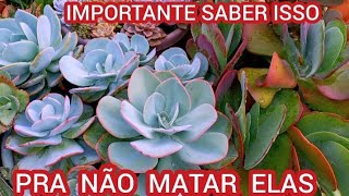 7 FORMAS DE SABER SE SUAS SUCULENTAS GOSTAM DE SOLSOMBRA OU MEIA SOMBRA [upl. by Ahsienal]