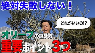 【オリーブは〇〇で選ぶ】数あるオリーブの中から自分にピッタリの種類を選ぶ方法 [upl. by Tekcirc]