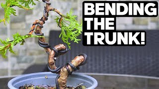 How to Create Drastic Bends on a Bonsai Trunk [upl. by Oira770]