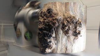 Turning the BEAST  Woodturning a very challenging oak burl [upl. by Sucul]