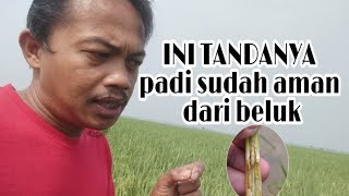 tanda padi sudah aman dari penggerek batang [upl. by Ethelinda]