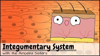 Integumentary System [upl. by Aja]