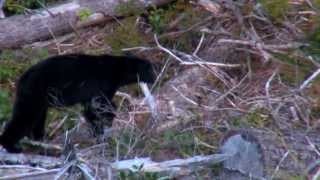 North American HunterTV 2013 Vancouver Island Black Bears SEG 1 [upl. by Luz]