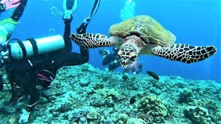 Nosy sea turtle demands to see what scuba divers are looking at in the coral [upl. by Eisse]