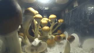 MUSHROOMS TIMELAPSE [upl. by Dahsra]