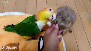 はなちゃん紹介します。【シロハラインコプレーリードッグcaique parrotprairie dog】 [upl. by Sidnak]