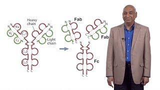 Shiv Pillai Harvard 1 Early B Cell Development A Look at the Defining Questions in Immunology [upl. by Saturday]