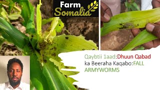 Qaybtii 1aad Dhuun Qabad ka Beeraha Kaqabo FALL ARMYWORMS [upl. by Coleman]