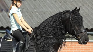 Friesian horse ridden by a girl Spectacular Stallion long mane [upl. by Hazaki]