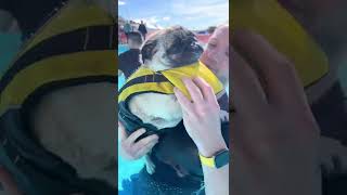 Taking the dogs to doggy swim at Saltdean Lido in Brighton UK [upl. by Adnilec]