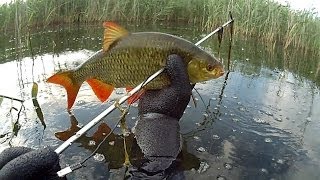 Polowanie na duże wzdręgi  Spearfishing big rudd [upl. by Placia]