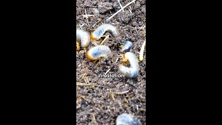 How do you fix a grub infested lawn [upl. by Ecirtap]