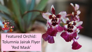 Featured Orchid Tolumnia Jairak Flyer Red Mask  Can an Orchid Be Cursed  FirstTime Bloomer [upl. by Natalya]