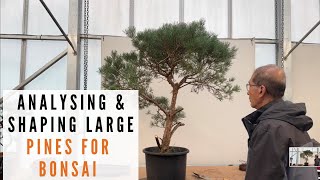 Analysing amp Shaping Large Pines into Bonsai [upl. by Eatton90]