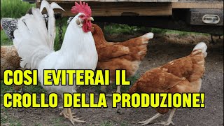 Come GESTIRE le GALLINE nella BRUTTA STAGIONE [upl. by Calondra]