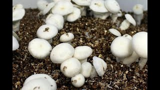 Time lapse de cogumelos mushroom time lapse [upl. by Tsui]