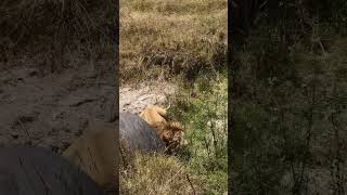 Ngorongoro Crater Tanzania animals wildlife lion nature [upl. by Forelli]