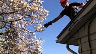 How to prune a dogwood tree with the Tree Buddha 002 [upl. by Ahsiened150]