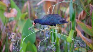 Purple Gallinule Call [upl. by Noach259]