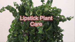 Lipstick Plant Care Tips How to care Lipstick Plant growing and care Aeschynanthus [upl. by Jarrow]