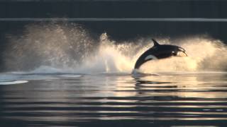 Killer Whales UpClose in Alaska [upl. by Navets138]