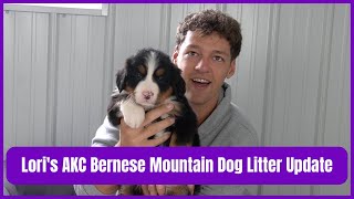 Loris AKC Bernese Mountain Dog Litter Update [upl. by Yelrahc]