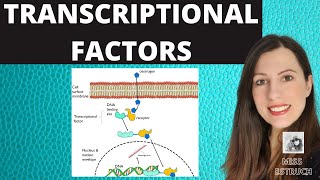 TRANSCRIPTIONAL FACTORS Gene regulation and the role of oestrogen explained [upl. by Rivkah]