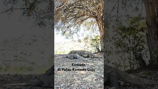 Komodo di Pulau Komodo [upl. by Spike]