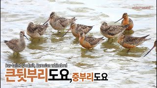 큰뒷부리도요중부리도요 Bartailed Godwit Eurasian whimbrel [upl. by Inacana]