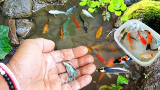 Cute Animals ornamental fish koi fish Koki fish catfish betta fish Aligator Animals Videos [upl. by Ahseikan492]