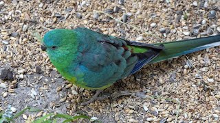 More Red Rumped Parrots [upl. by Yerfej335]