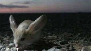 Longeared Jerboa extraordinary desert creature [upl. by Nairdna]