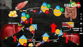 Familial Hypercholesterolemia [upl. by Beilul]