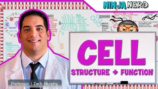 Cell Biology  Cell Structure amp Function [upl. by Ecirtal]