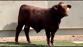 JampJ Cattle Co Lot Bull [upl. by Fagaly]