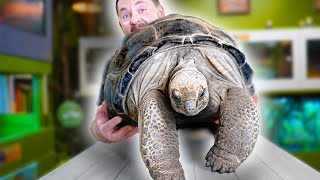 INCREDIBLE TORTOISES YOU SHOULD KNOW [upl. by Kado]