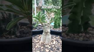 Pachypodium Saundersii on November 2024 growth pachypodium caudex [upl. by Eenram]