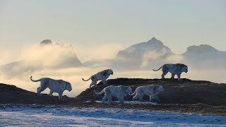 Life On Our Planet 2023  Panthera Leo Spelaea Cave Lion Screen Time [upl. by Zachar]