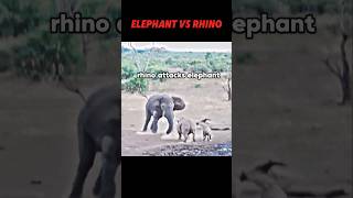 Elephant vs rhino trending animals wildlife elephant rhino shorts short [upl. by Waligore94]