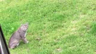 Sounds of a Male Bobcat searching for Bobcat Kittens [upl. by Range]