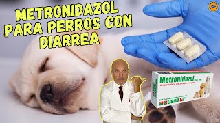 💖 METRONIDAZOL PARA PERROS CON DIARREA DOSIS Y EFECTOS SECUNDARIOS 💖 [upl. by Charters]