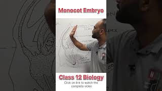 Monocot Embryo  Class 12 Biology  dhimansbiology biologyclass12 embryos [upl. by Enida]