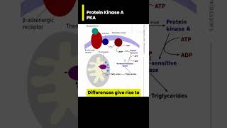 Protein Kinase A PKA 101 [upl. by Attenor]