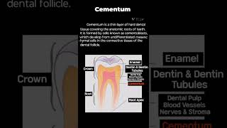 Cementum Dental Anatomydentalhygienist dentist dentalhygiene dentistry study [upl. by Wichern]