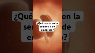 🤔 ¿Qué ocurre en la semana 4 de embarazo 🤰 Síntomas y desarrollo del bebé [upl. by Ecinnej]