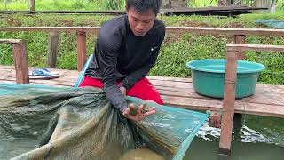 Tilapia Success StoryRodel Duldulao Apayao Province [upl. by Anyrak115]