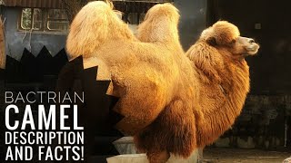 Bactrian camel  Description and Facts [upl. by Nahta]